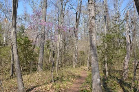 Trail or path in forest or woods Stock Photos
