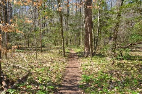 Trail or path in forest or woods Stock Photos