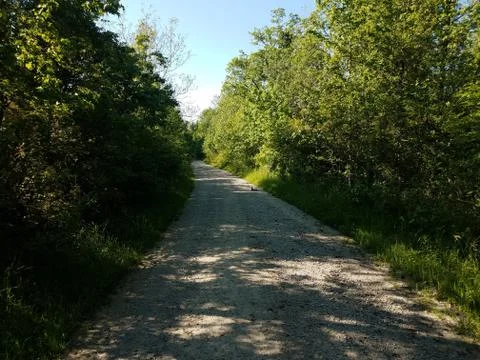 Trail or path with rabbit and trees with green leaves Stock Photos
