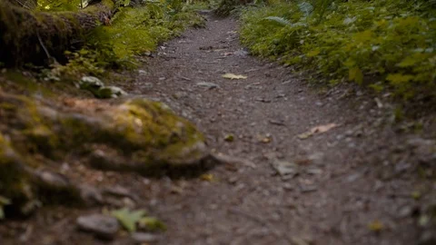 A trail in the Pacific Northwest Stock Footage 92596424
