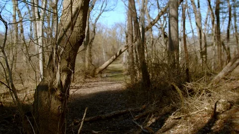 Trail in a park During Fall Stock Footage 127274314