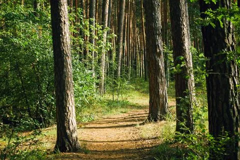 The trail passes between four trunks of pine trees illuminated by the summer Stock Photos