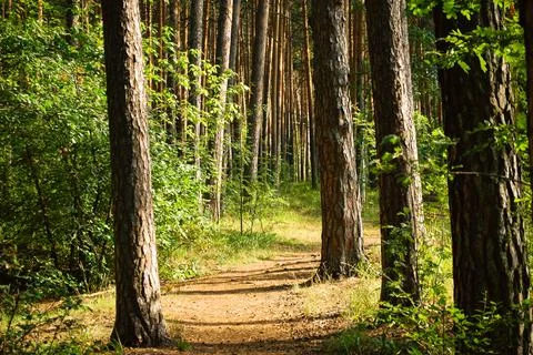 The trail passes between four trunks of pine trees illuminated Stock-Fotos