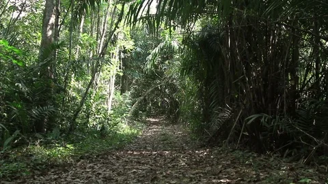 Trail passing among the thickets of the rainforest Stock Footage