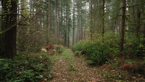 Trail Path in a dark forest at Fall Stock-Footage 217388692