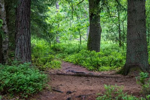 Trail path in a forest in the nature preservation area of the lueneburger hei Stock Photos