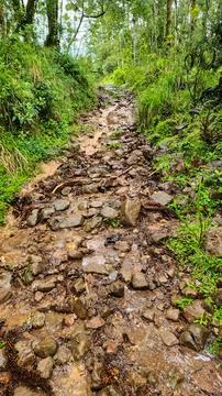 Trail, path in the forest Stock Photos