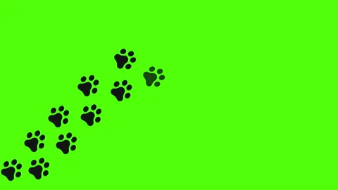 Trail of paw prints on green screen. Bla... | Stock Video | Pond5