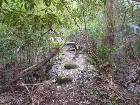 Trail Stock Photos