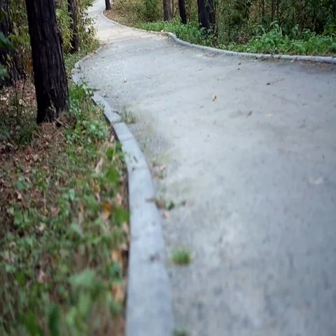 Trail in the pine forest Stock Footage 69542073
