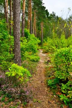 Trail in a pine forest Stock Photos