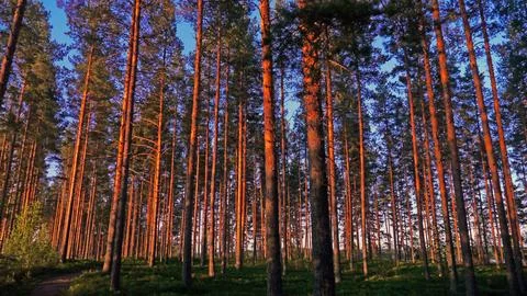 Trail in the pine forest 스톡 사진