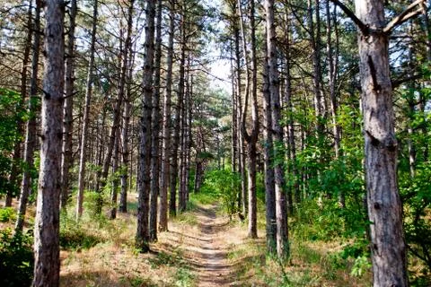 A trail in a pine forest the trees go into the distance on a summer day Stock Photos