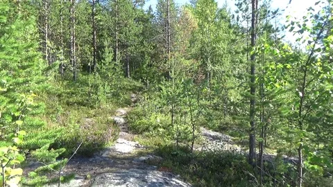 The trail is in the polar forest Stock Footage 70080533