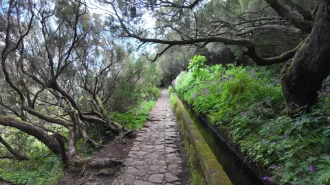 Trail PR6 Levada das 25 Fontes in Madeira during summer season. Portugal. 스톡 동영상 301393959