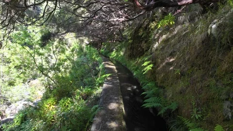 Trail PR6 Levada das 25 Fontes in Madeira during summer season. Portugal. 스톡 동영상 301394028