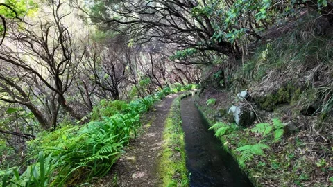 Trail PR6 Levada das 25 Fontes in Madeira during summer season. Portugal. 스톡 동영상 301394099