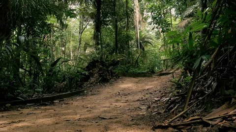  Trail in public park in the middle of native forest Stock Footage 76967477