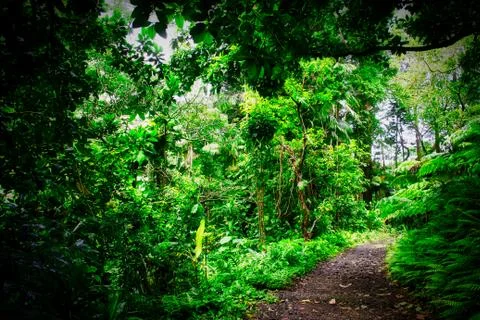 A Trail in a Rain Forest Stock Photos
