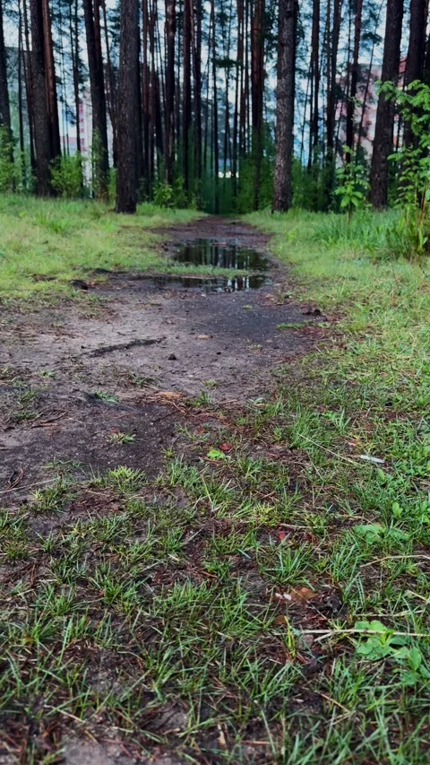 A trail in a rainy pine forest with puddles and green grass Stock Footage 336191438