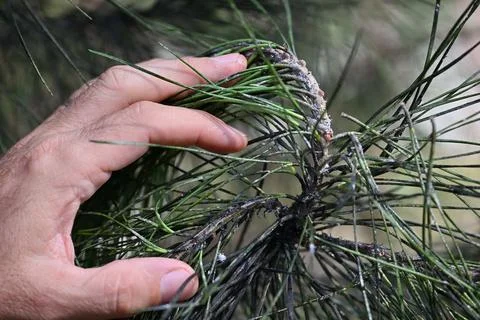 Trail release of predatory beetles to protest pine trees in Italy, Naples - 30 J Stock Photos