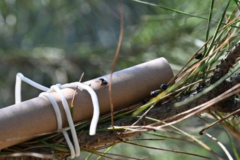 Trail release of predatory beetles to protest pine trees in Italy, Naples - 30 J Stock Photos