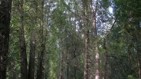 Trail Road In The Forest Stock Footage 118714021