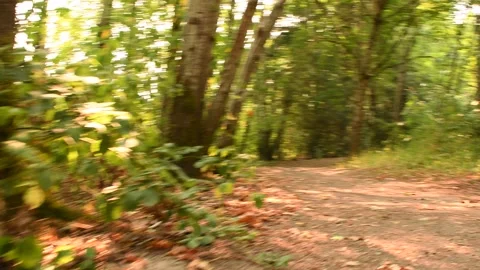 Trail run from a squirrel's perspective Stock Footage 341622130