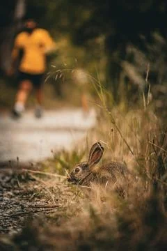 Trail Runner and the Rabbit Stock Photos