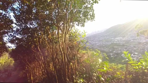 Trail runner first person view on Hawaii ridge trail Stock Footage 63654519