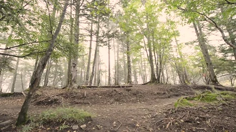 Trail runner at Mount Daibosatsu in summer, Yamanashi Prefecture Stock Footage 58466641