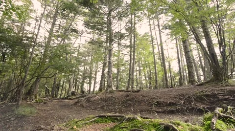 Trail runner at Mount Daibosatsu in summer, Yamanashi Prefecture Stock Footage 58466747