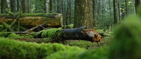 Trail runner running through forest Stock Footage 86169898