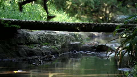 Trail runner runs across a bridge. 스톡 동영상 139086764
