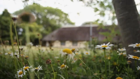 Trail runner runs past daisy's. Stock-Footage 136095149