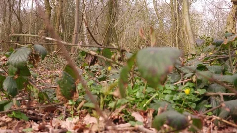 Trail Running Man in Forrest Stock Footage 89665672