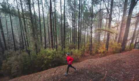 Trail running runner athlete training on mountain path in forest cold autumn or Stock Photos