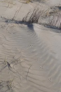 Trail in the sand Stock Photos