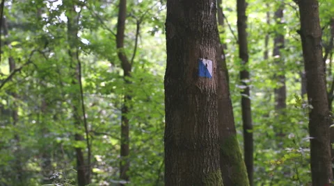 Trail sign painted on tree bark. Full HD Stock Footage 58668686