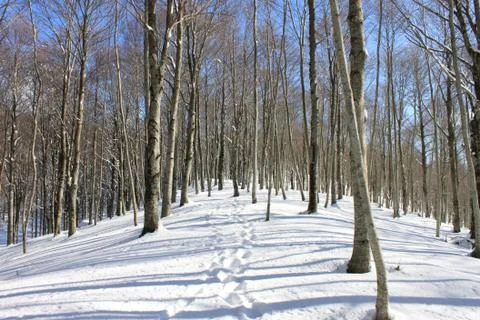 Trail in the snow Stock Photos