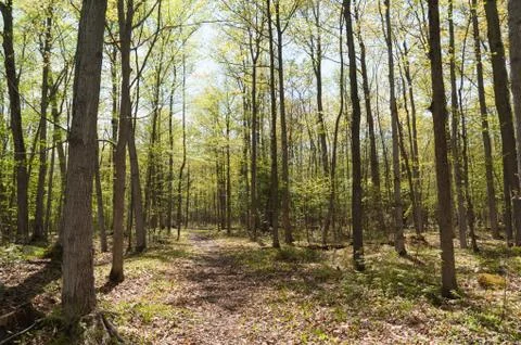 Trail in spring forest Stock Photos