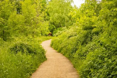 A trail in a spring forest with sunlight and shadows. Green trees and grass.. Stock Photos