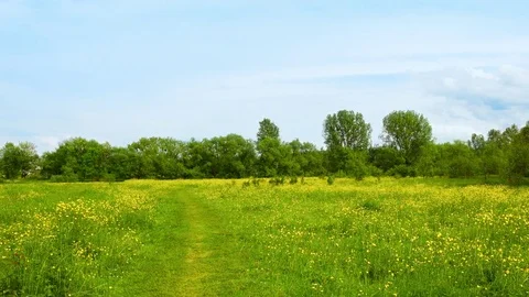 Trail on the spring meadow 库存影片 75251293