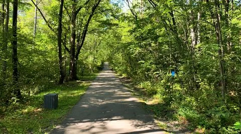 A trail in a summer forest in the bright sun Foto stock