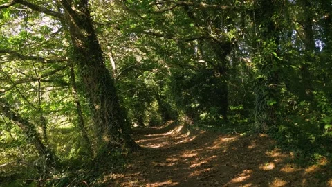 Trail In Summer Forest - drone forward Stock Footage 254016615