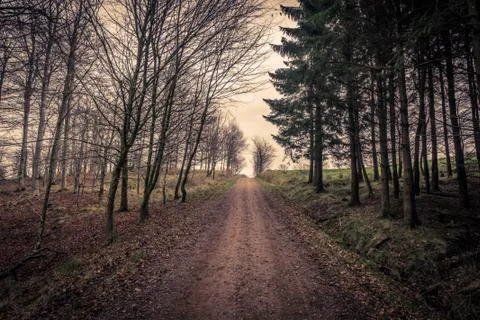 Trail surrounded by trees in a forest Stock Photos