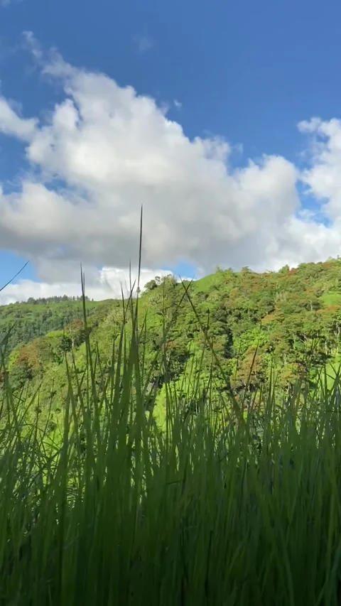 Trail in Tahiti Видео 344546269