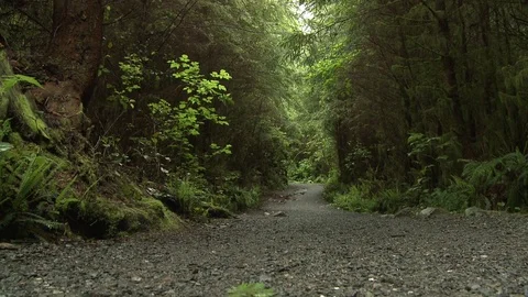 Trail in thick forest Video stock 75210483