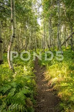 Trail Through Aspen Forest Stock Photos