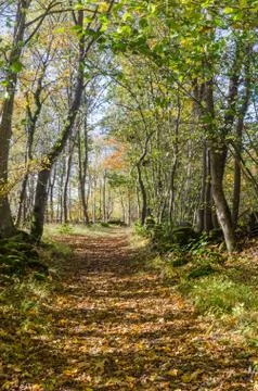 Trail through a bright deciduous forest by fall season Stock Photos